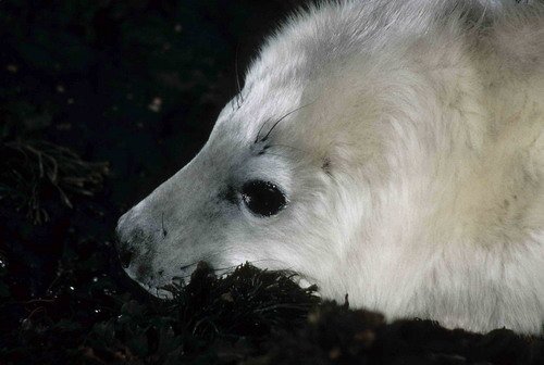 GRS PGHEvans39 image grs_pghevans39-jpg