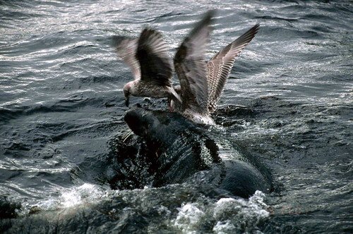 GRS PGHEvans4 image grs_pghevans4-jpg