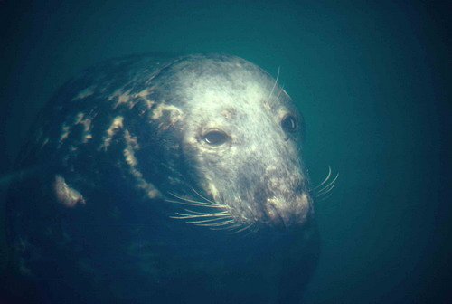 GRS PGHEvans45 image grs_pghevans45-jpg