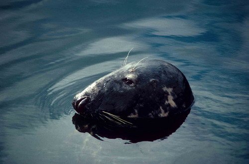 GRS PGHEvans46 image grs_pghevans46-jpg