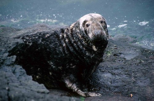 GRS PGHEvans5 image grs_pghevans5-jpg