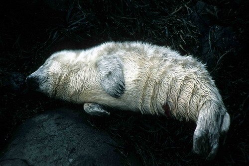 GRS PGHEvans6 image grs_pghevans6-jpg