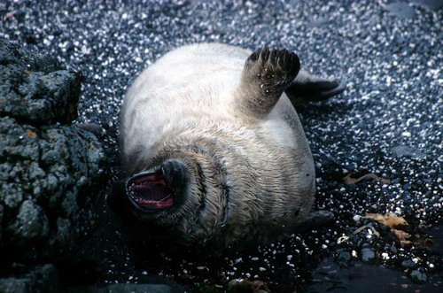 GRS PGHEvans9 image grs_pghevans9-jpg