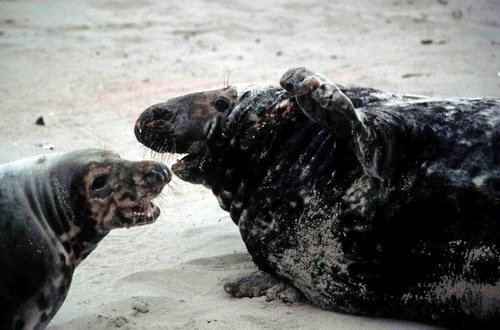 GRS RWBaird1 image grs_rwbaird1-jpg