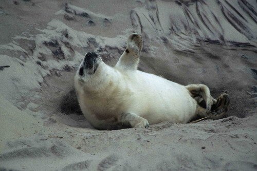 GRS RWBaird10 image grs_rwbaird10-jpg