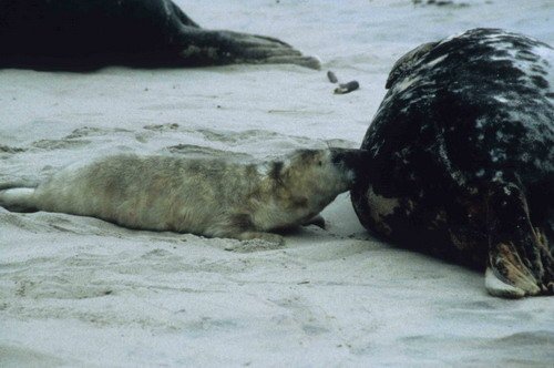 GRS RWBaird12 image grs_rwbaird12-jpg