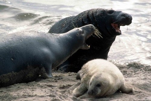 GRS RWBaird13 image grs_rwbaird13-jpg