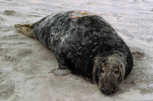 GRS RWBaird2 image grs_rwbaird2-jpg