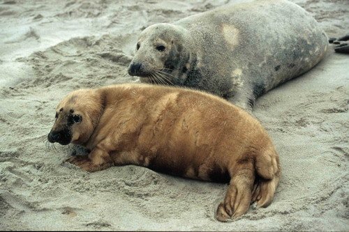 GRS RWBaird3 image grs_rwbaird3-jpg