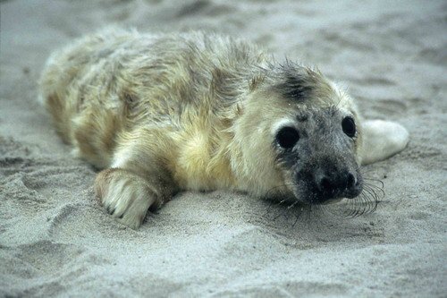 GRS RWBaird4 image grs_rwbaird4-jpg