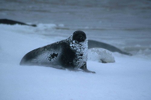 GRS RWBaird5 image grs_rwbaird5-jpg