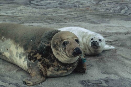 GRS female with net entangled RWBaird9 image grs_female-with-net-entangled-rwbaird9-jpg