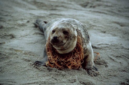 GRS juvenile with net entangled RWBaird image grs_juvenile-with-net-entangled-rwbaird-jpg