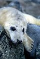 Grey Seal