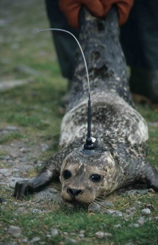 HRBS ARoos1 image hrbs_aroos1-jpg