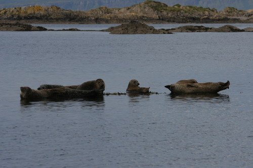 HRBS PAnderwald038 image hrbs_panderwald038-jpg