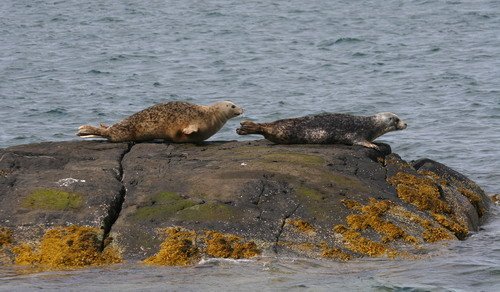 HRBS PAnderwald6621 image hrbs_panderwald6621-jpg