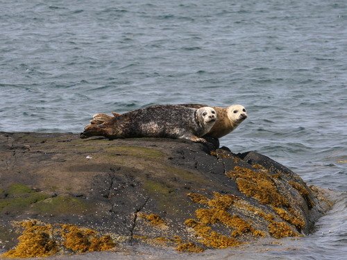 HRBS PAnderwald6623 image hrbs_panderwald6623-jpg