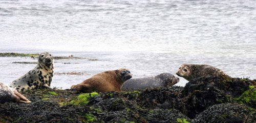 HRBS PAnderwald7193a image hrbs_panderwald7193a-jpg