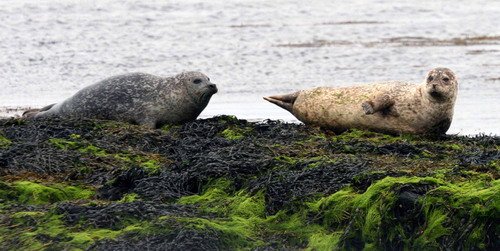 HRBS PAnderwald7223a image hrbs_panderwald7223a-jpg