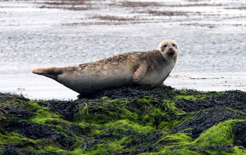 HRBS PAnderwald7229 image hrbs_panderwald7229-jpg