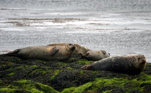 HRBS PGHEvans1018 image hrbs_pghevans1018-jpg