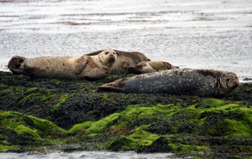 HRBS PGHEvans1047 image hrbs_pghevans1047-jpg