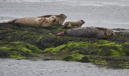 HRBS PGHEvans1050 image hrbs_pghevans1050-jpg