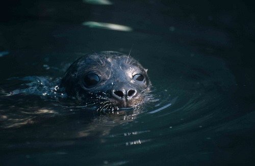 HRBS PGHEvans14 image hrbs_pghevans14-jpg