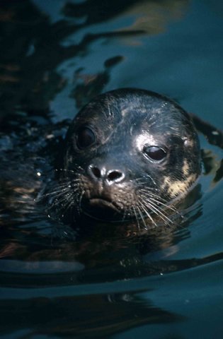 HRBS PGHEvans29 image hrbs_pghevans29-jpg