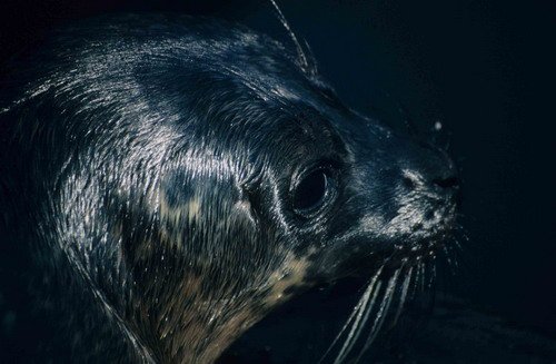 HRBS PGHEvans30 image hrbs_pghevans30-jpg