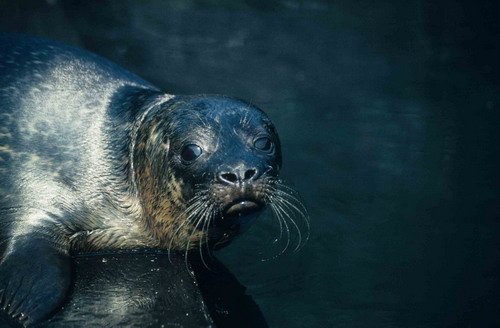 HRBS PGHEvans31 image hrbs_pghevans31-jpg