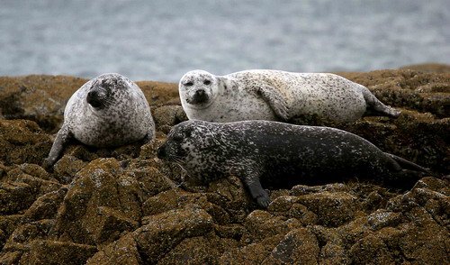 HRBS PGHEvans45 image hrbs_pghevans45-jpg