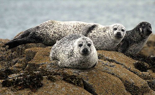 HRBS PGHEvans46 image hrbs_pghevans46-jpg