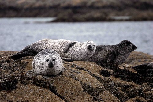 HRBS PGHEvans47 image hrbs_pghevans47-jpg