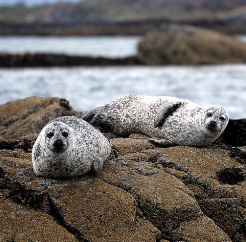 HRBS PGHEvans48 image hrbs_pghevans48-jpg