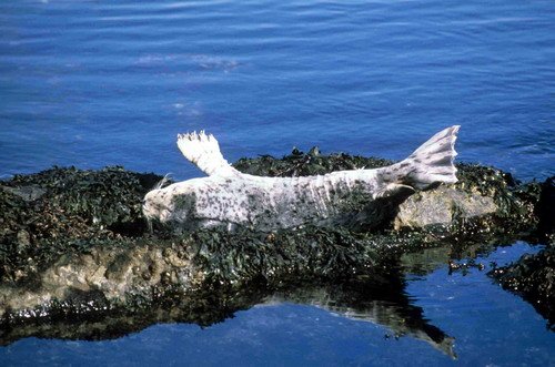 HRBS RWBaird1 image hrbs_rwbaird1-jpg