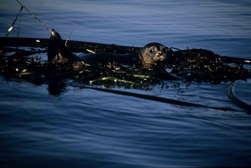 HRBS RWBaird2 image hrbs_rwbaird2-jpg