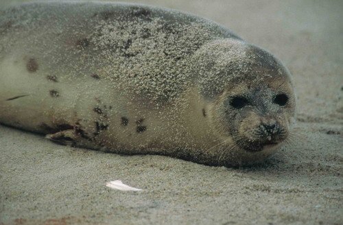 HARPS RWBaird image harps_rwbaird-jpg