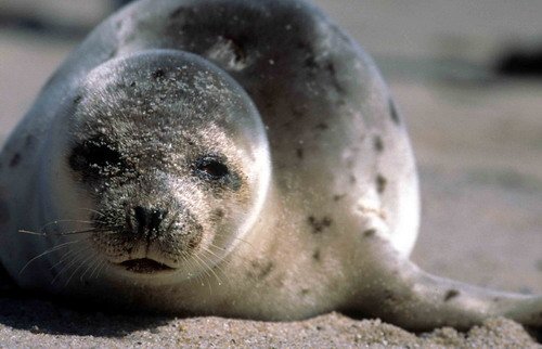 HARPS TWalmsley1 image harps_twalmsley1-jpg