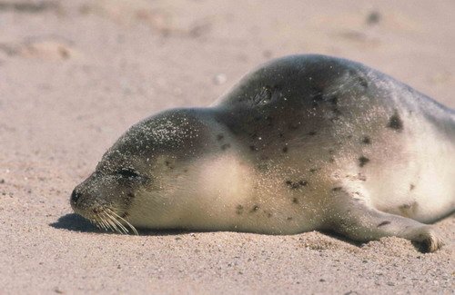 HARPS TWalmsley2 image harps_twalmsley2-jpg