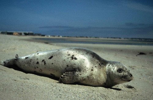 HARPS TWalmsley3 image harps_twalmsley3-jpg