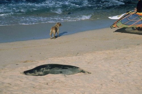 HMONKS RWBaird1 image hmonks_rwbaird1-jpg