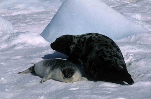 HOODS IStirling image hoods_-istirling-jpg