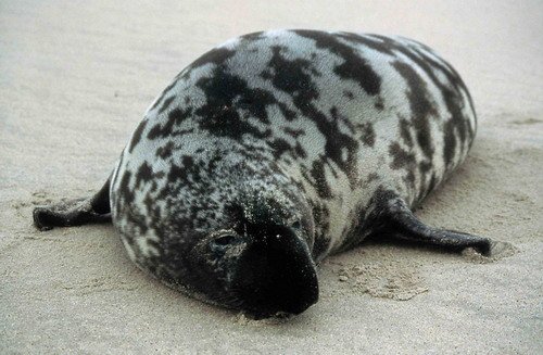 HOODS RWBaird image hoods_rwbaird-jpg