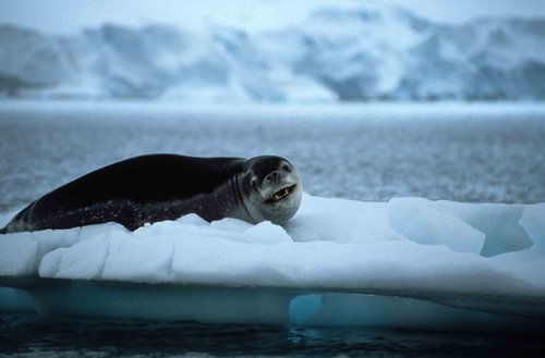 image leops_rwbaird1-jpg