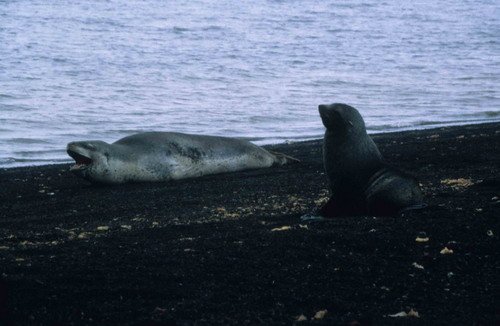 image leops_and-afurs-rwbaird2-jpg