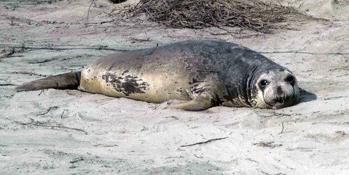 NELS ARoos2a image nels_aroos2a-jpg