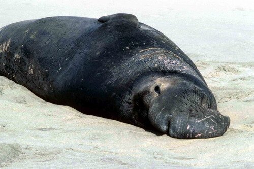 NELS ARoos3 image nels_aroos3-jpg