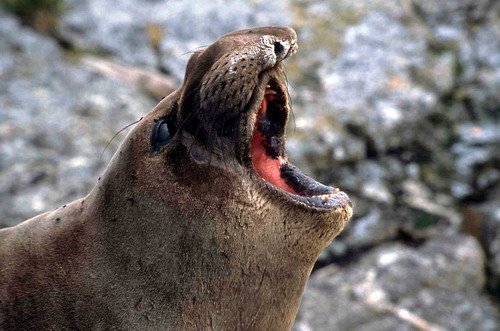 NELS RWBaird1 image nels_rwbaird1-jpg